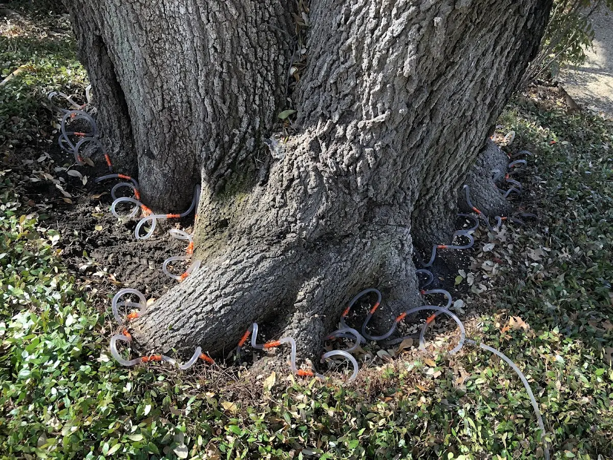 Detailed Tree Cabling and Bracing job site in Barry